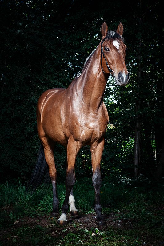фотосъемка коня